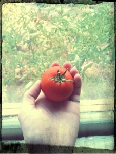 harvest_tomato
